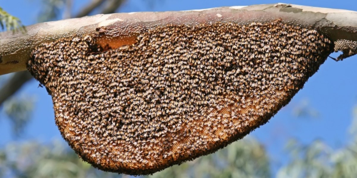 Bienenstock mit sechseckigen Wabenzellen an einem Ast.