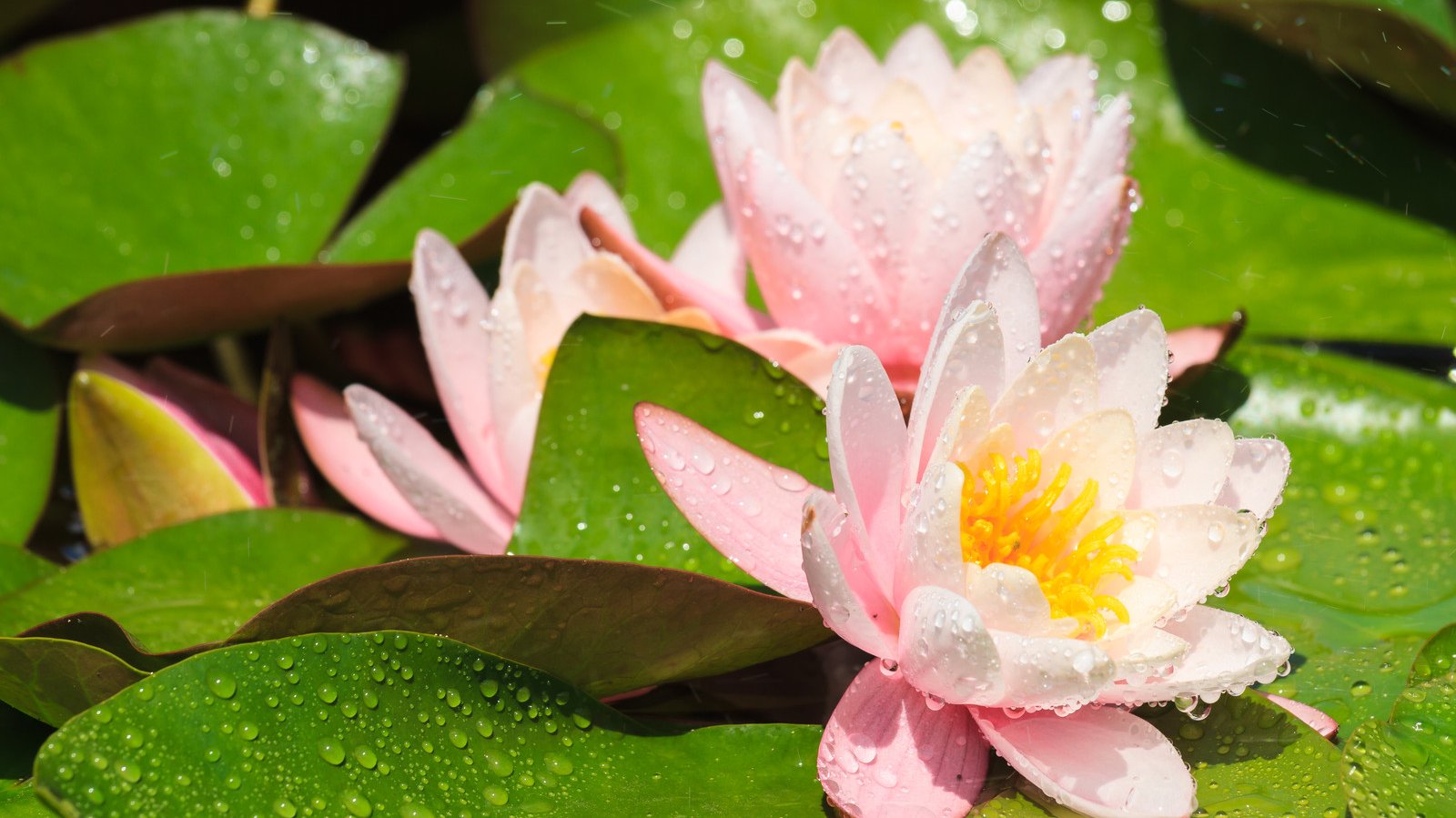 Die Lotusblume: ein Sinnbild für Reinheit