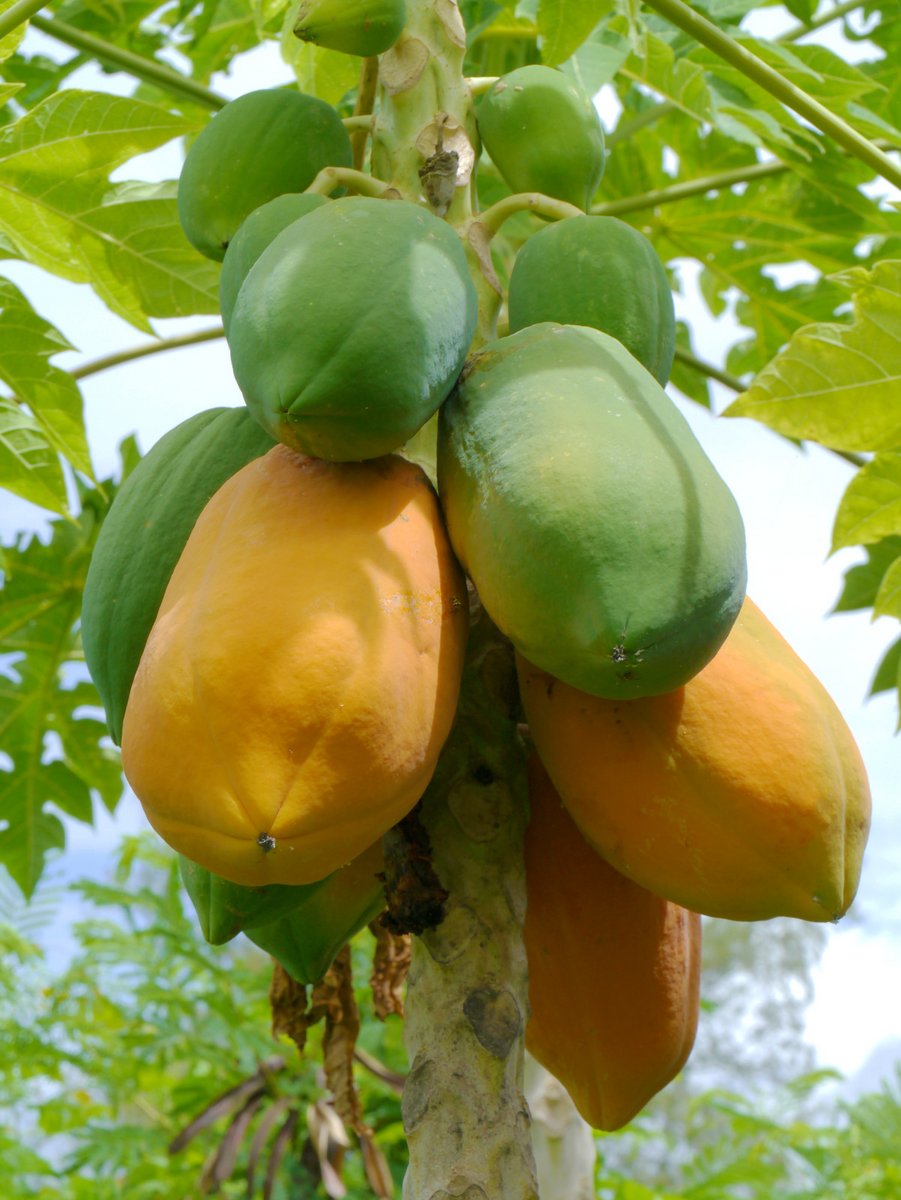Reife und rohe Papayas am "Melonenbaum"