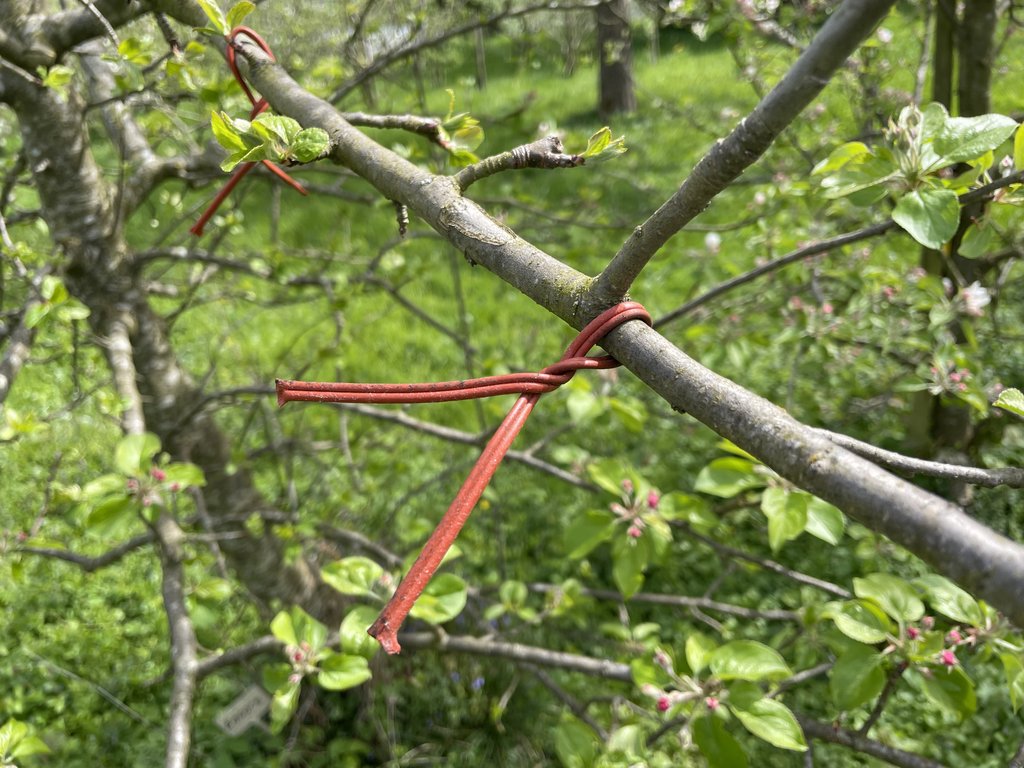 Un diffuseur de phéromones en forme de spaghetti sur un pommier. Il ressemble à un petit câble rouge entortillé autour de la branche.