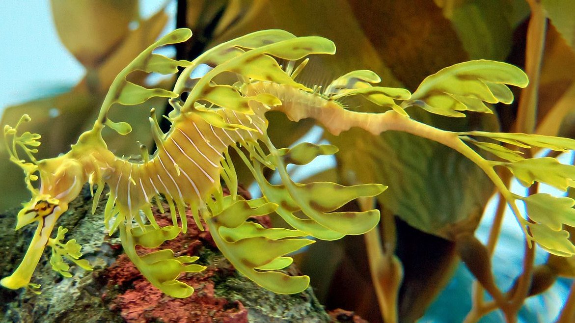 Cavallucci marini con appendici sulle pinne che assomigliano alle piante acquatiche sullo sfondo