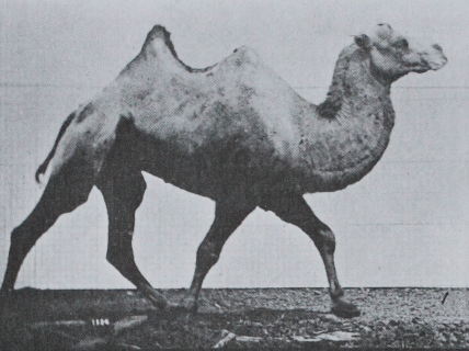 Laufendes Kamel