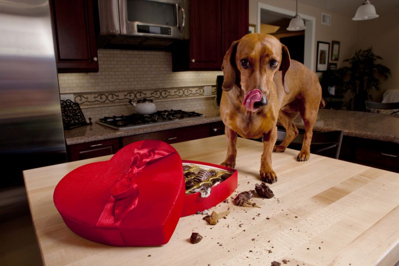 Il ne faudrait jamais donner de chocolat aux chiens.
