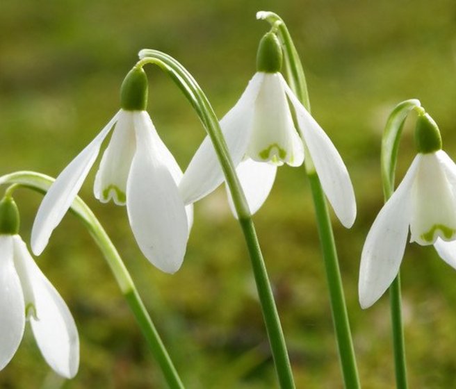 Perce-neige dans un pré au printemps