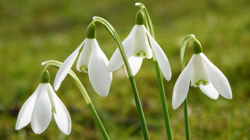 Perce-neige au printemps