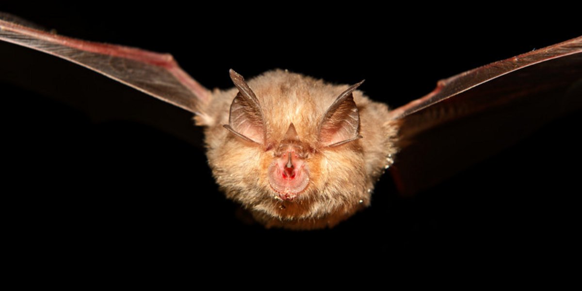 Fledermaus