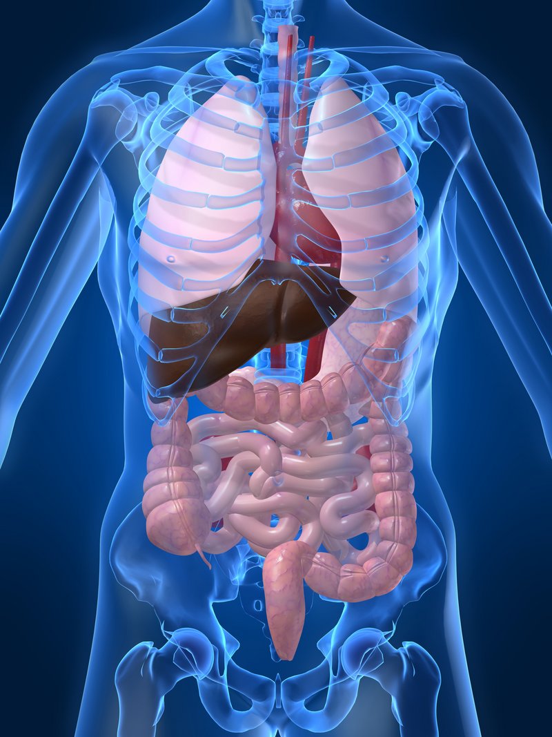 Darstellung der inneren Organe