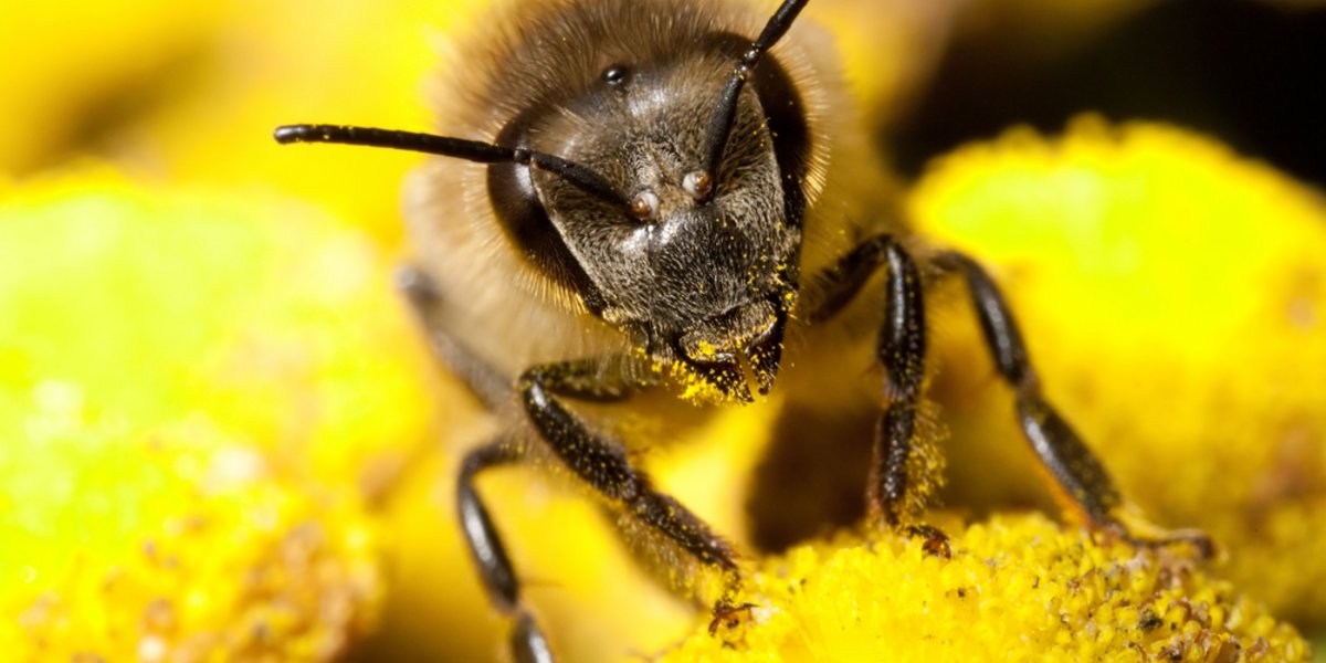 Biene beladen mit Pollen