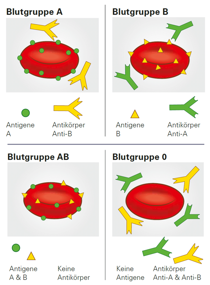 Antigene und Antikörper der verschiedenen Blutgruppen