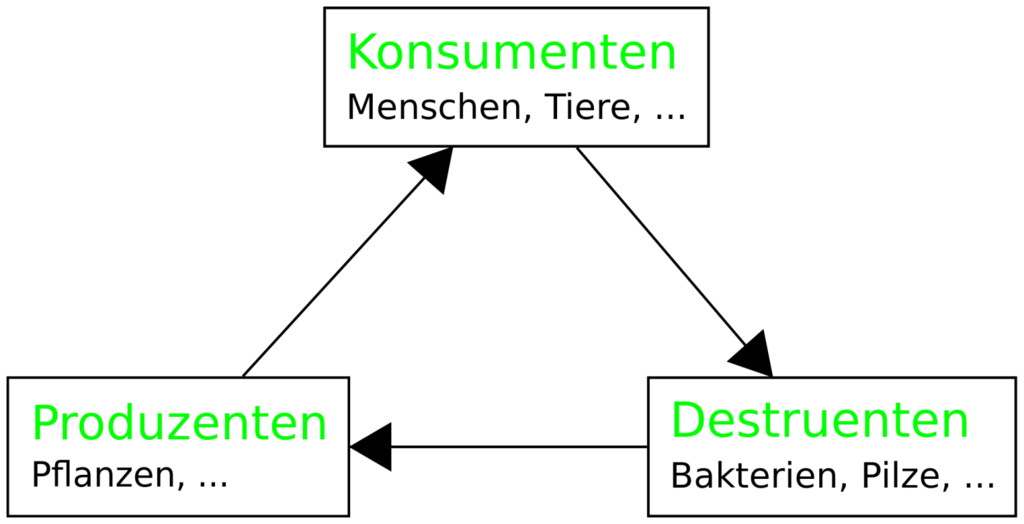 Schema Stoffkreislauf