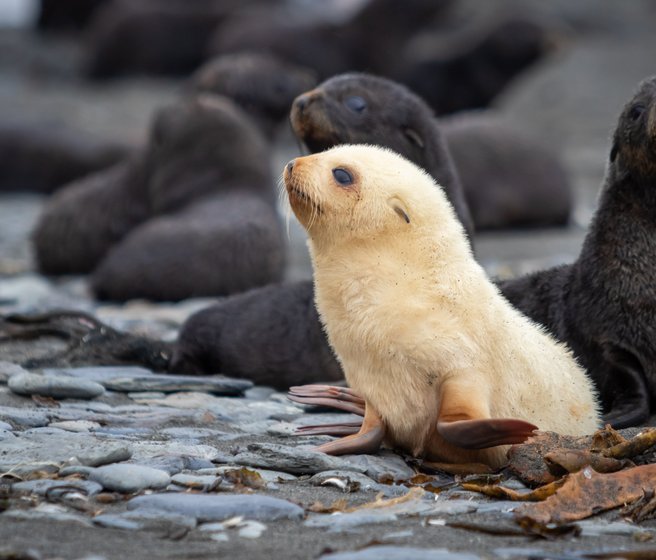 Une jeune otarie blanche dans une colonie d'otaries à fourrure