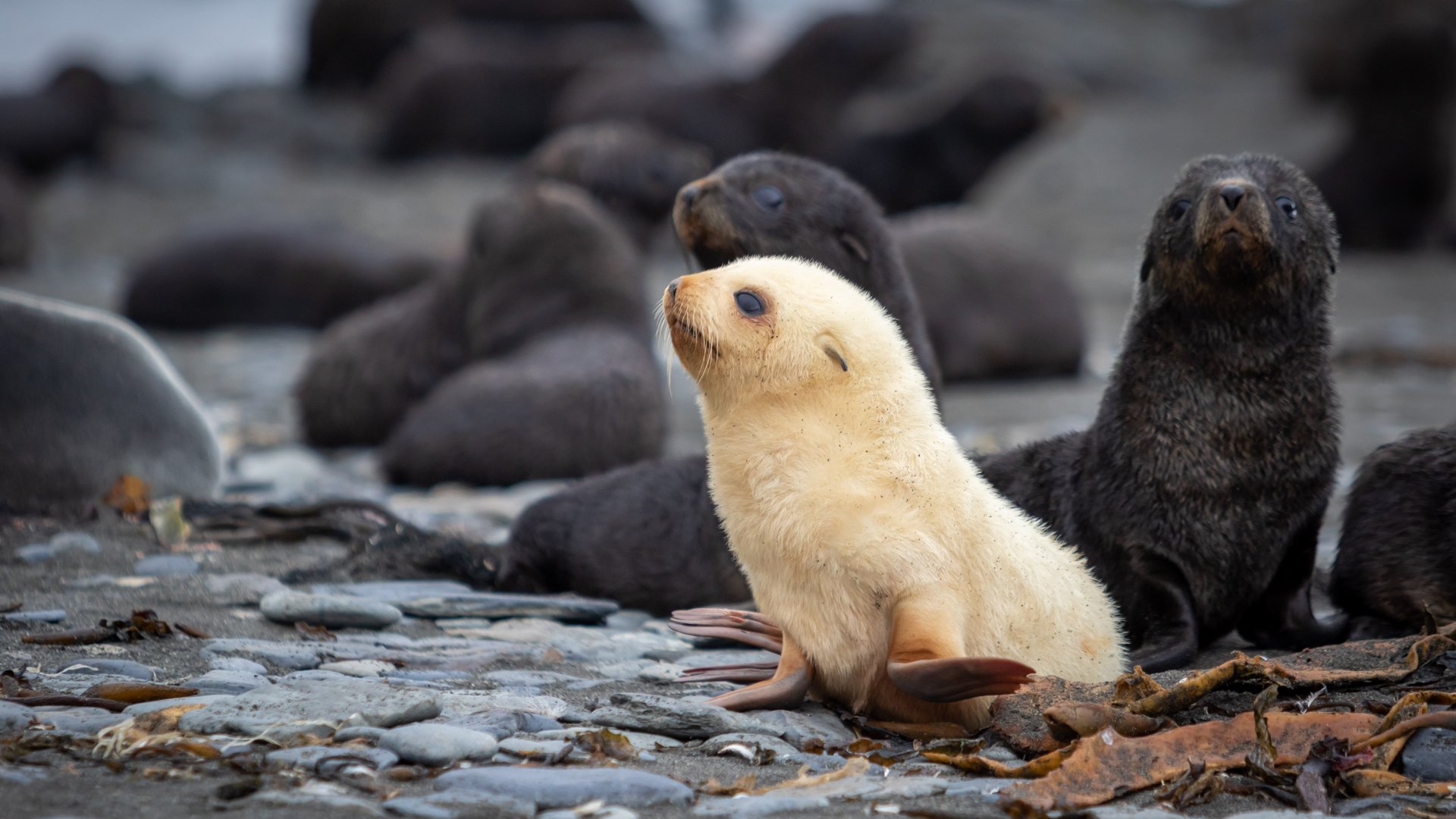 Jeune otarie blanche dans une colonie d'otaries à fourrure