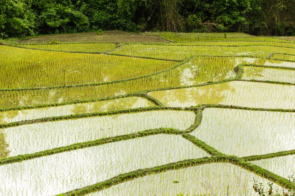 Überflutetes Reisfeld