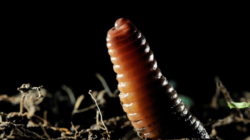 Gemeiner Regenwurm