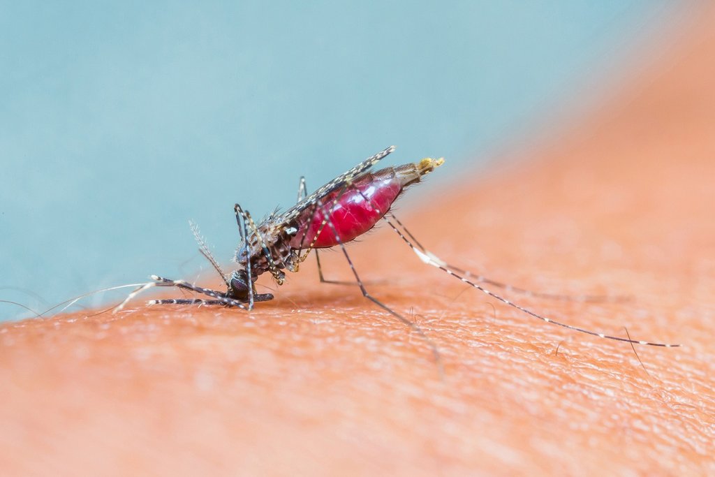 Moustique femelle en train de piquer