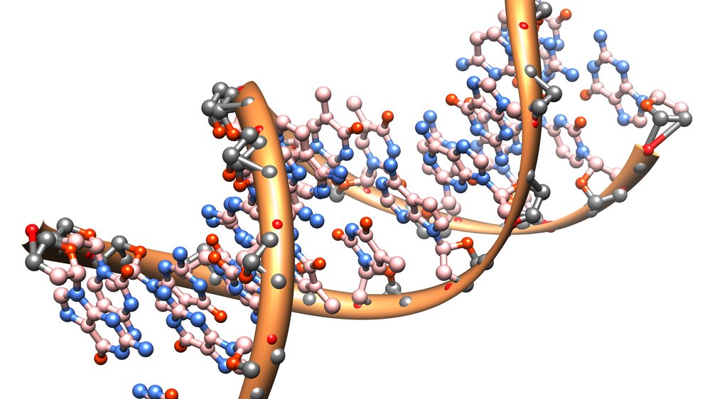 Die DNA[nbsp] hat die Form von zwei ineinander gedrehten Spiralen.