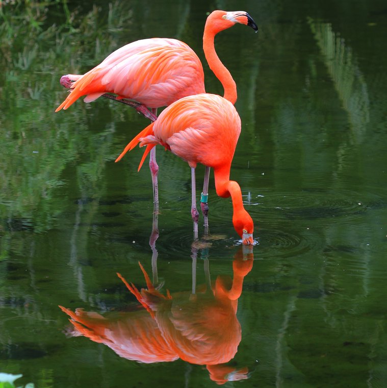 Durch das Fressen kleiner Krebse werden Flamingos rosa.