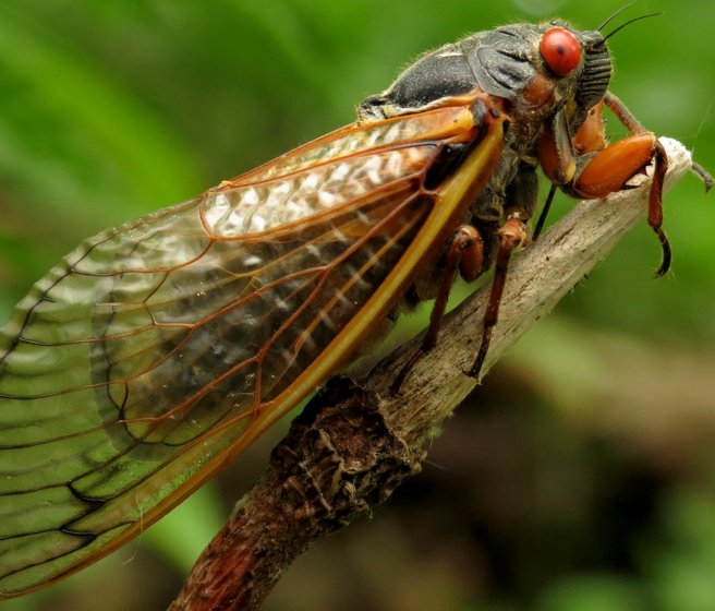 Cigale périodique avec yeux rouges et grandes ailes oranges 