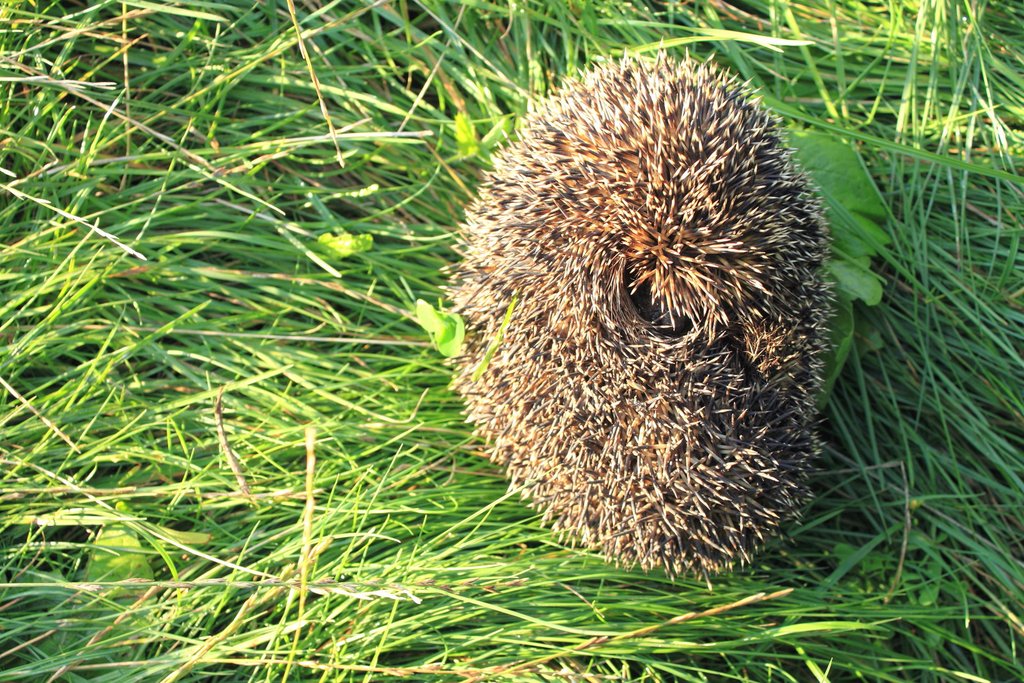 Eingerollter Igel