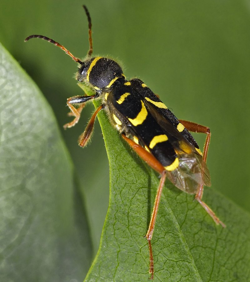 Gemeiner Widderbock