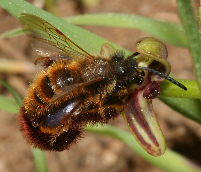 Dolchwespe auf einer Orchideenblüte