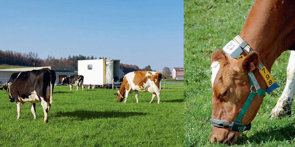 Des vaches participant à l'étude sur les gaz à effet de serre paissent dans le champs
