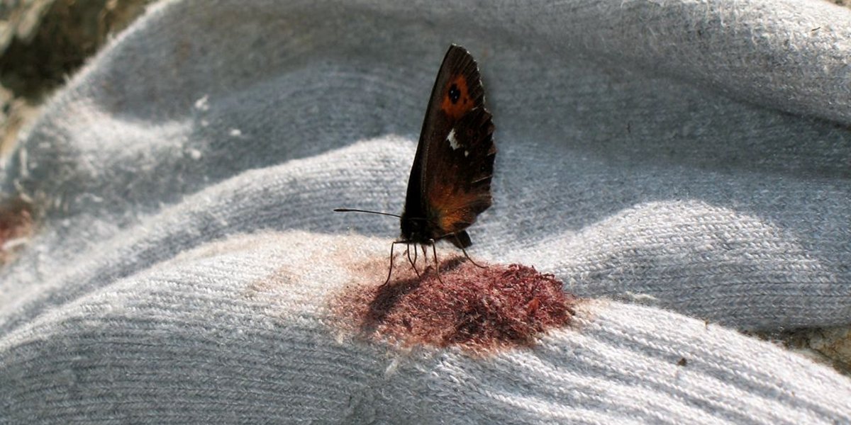 Schmetterling an Blut