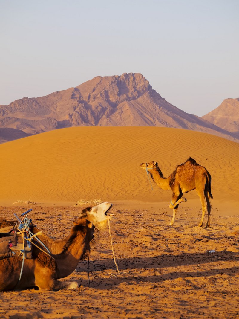 Fels- und Sandwüste in Marokko