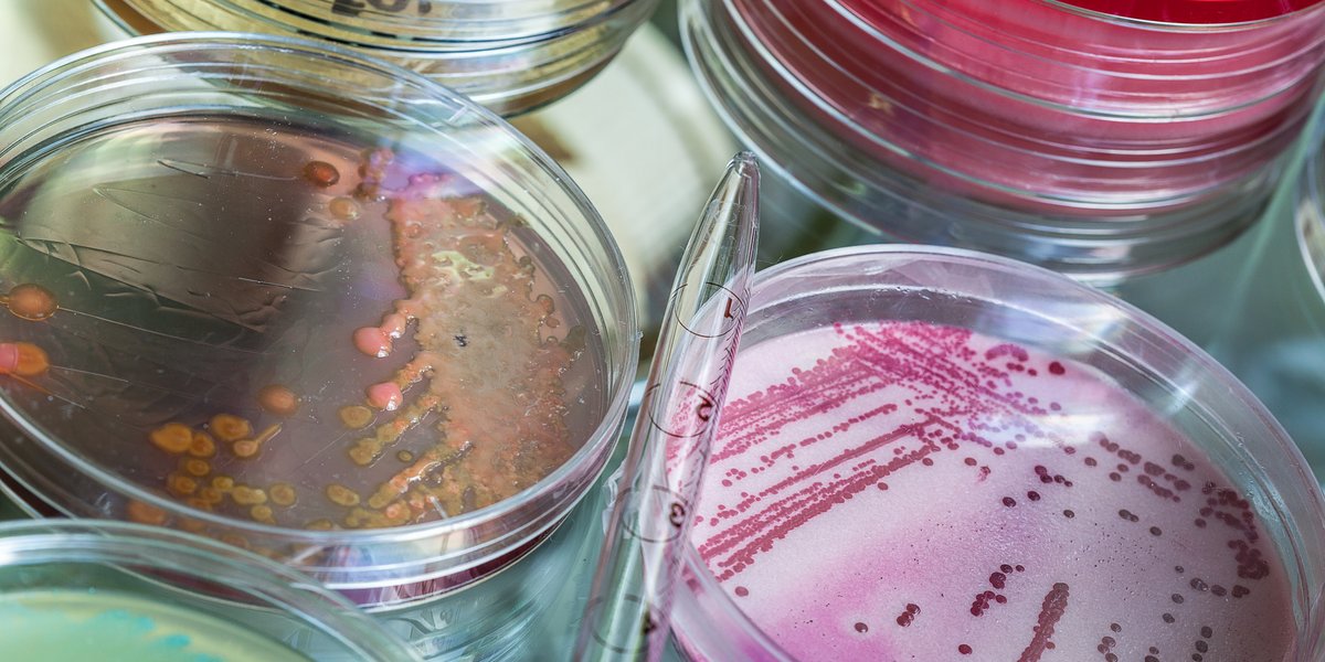 SimplyScience: Evolution im Eiltempo: Der Wettlauf der Bakterien gegen ...