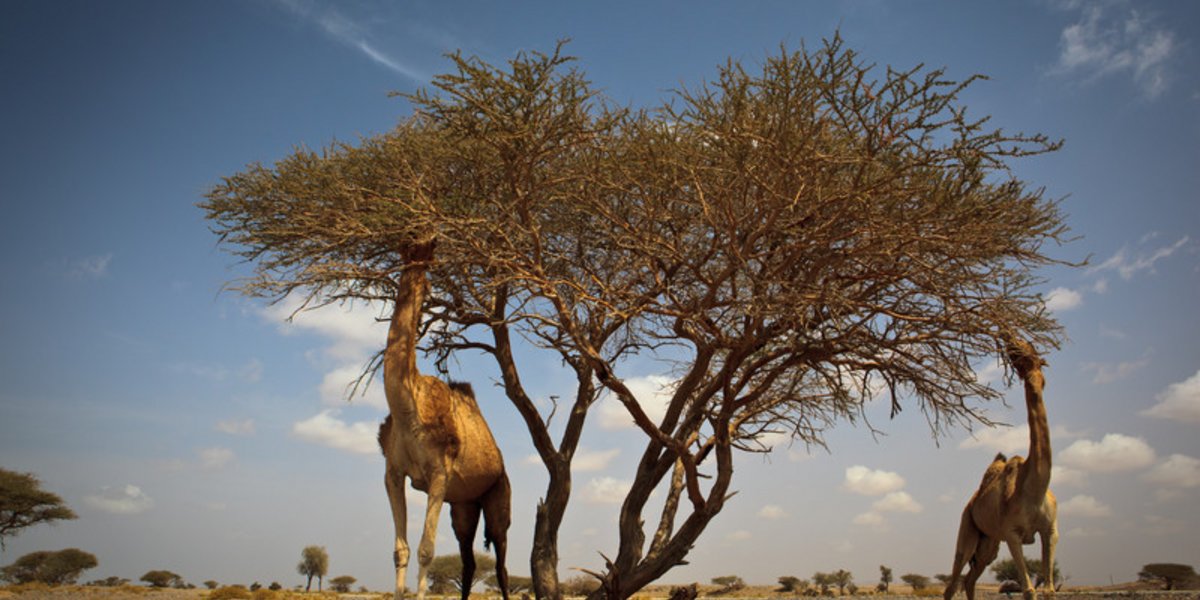 Kamele und Akazie in Wüste
