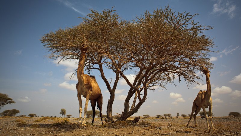 Kamele und Akazie in Wüste