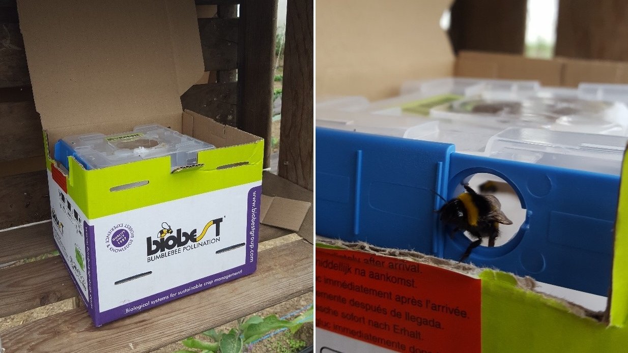 Boîte contenant des bourdons pollinisateurs déposés dans une serre