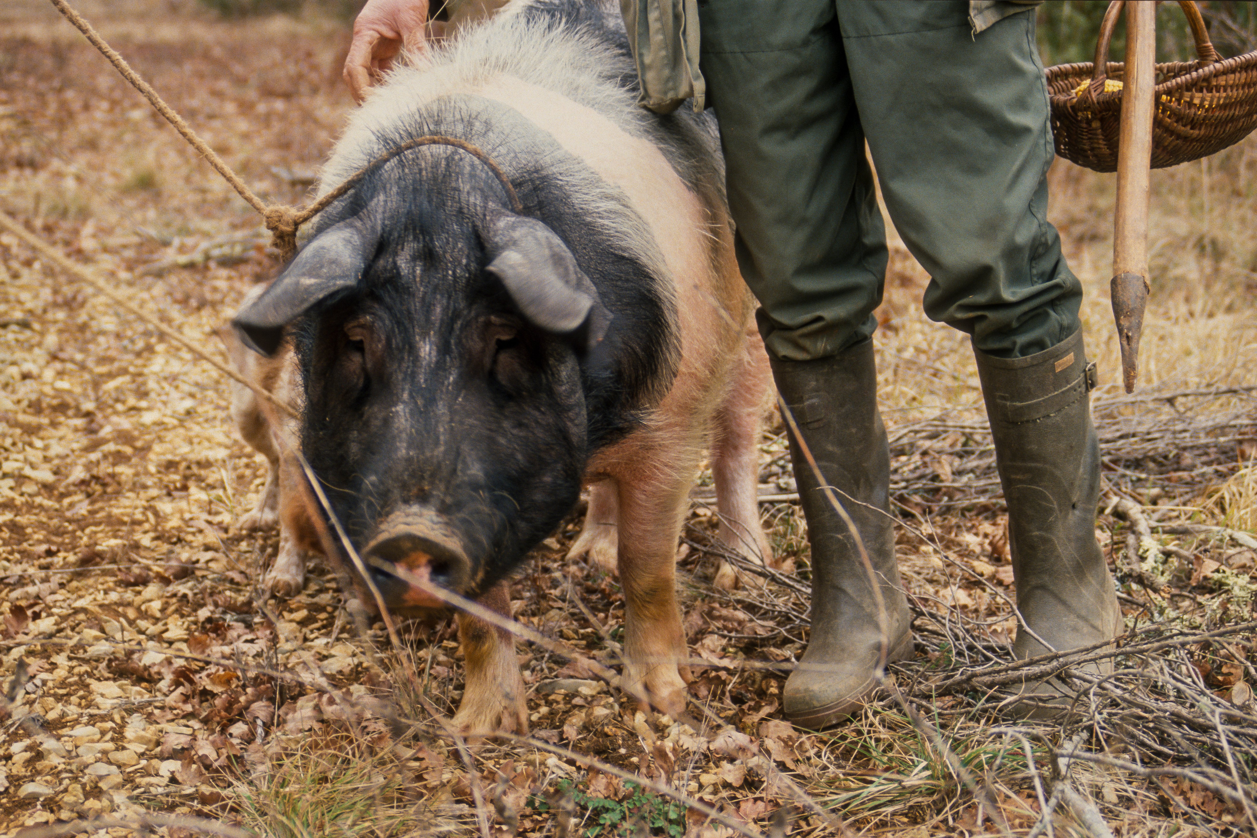 Trüffelschwein Schwein mit seinem Halter