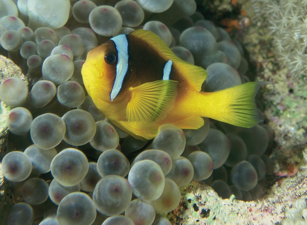 Rotmeer-Anemonenfisch