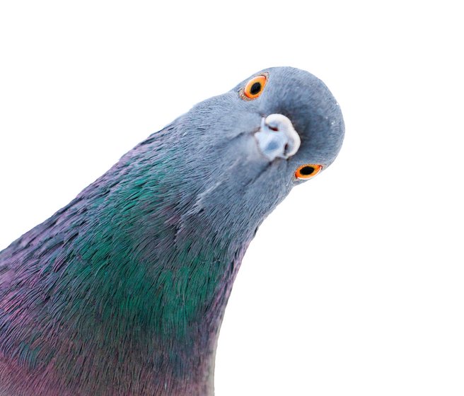 Pigeon avec tête penchée sur le côté