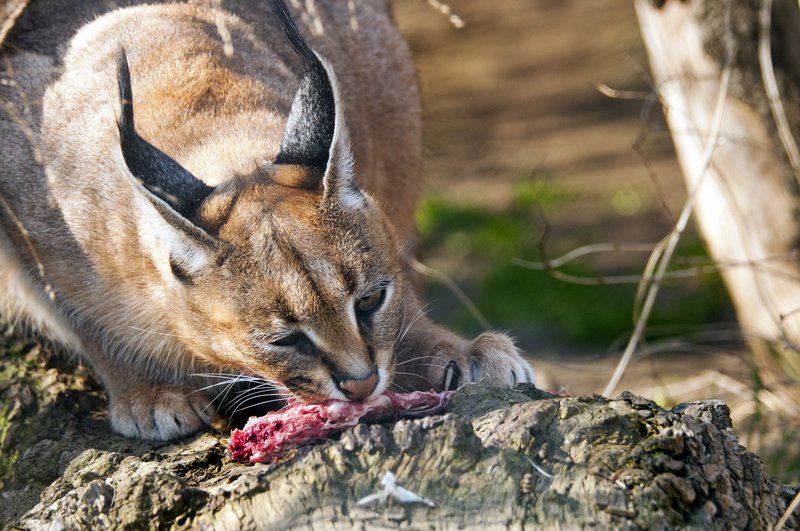 Luchs beim Fressen