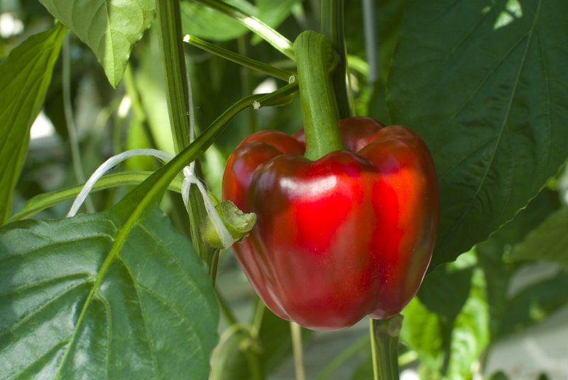 Peperoni Peperoni