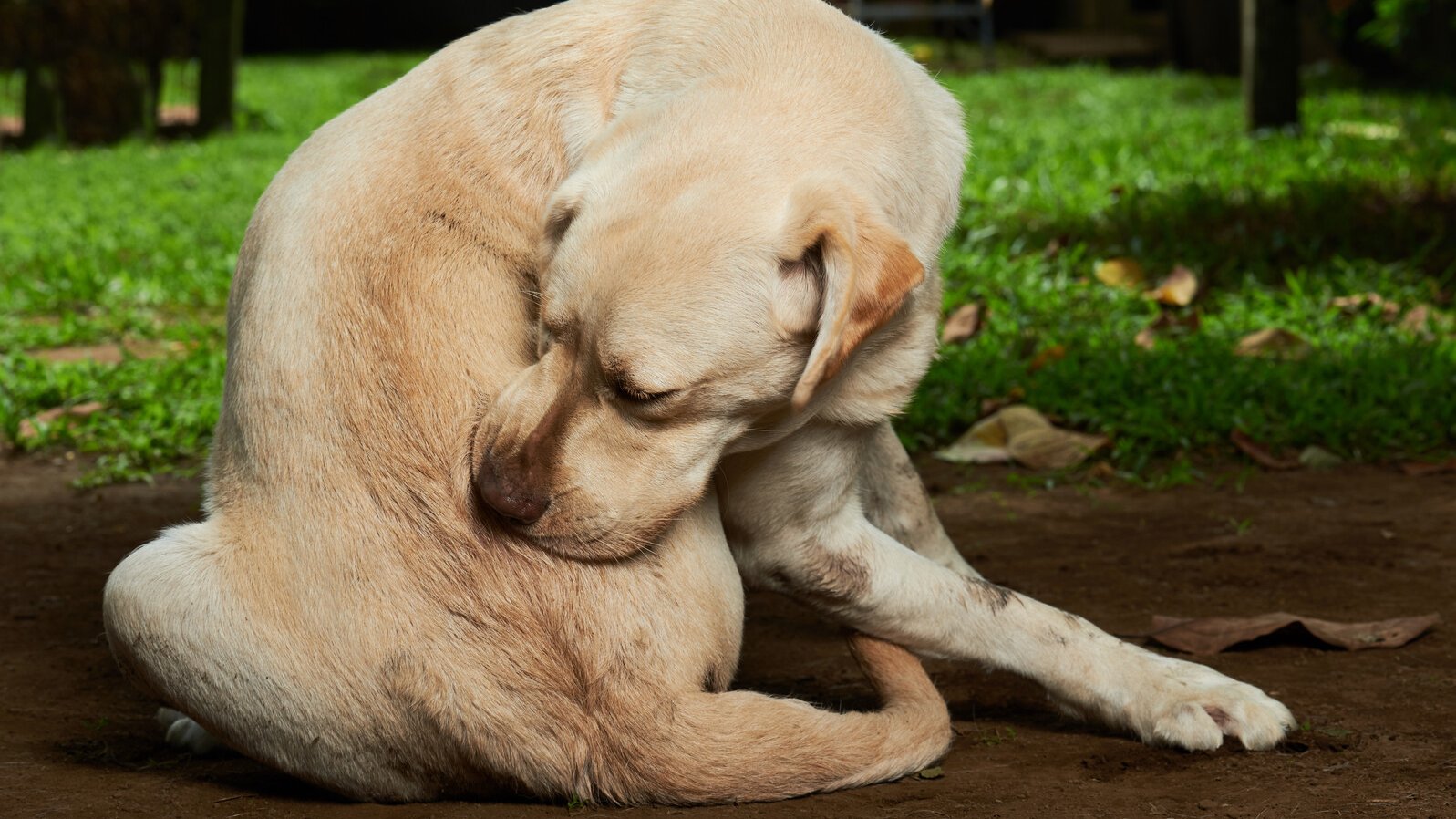 sich beissender Hund