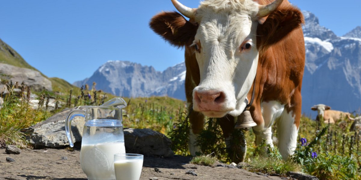 Una mucca e un bicchiere di latte