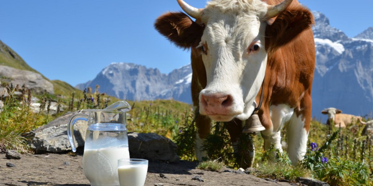 Lait et vache