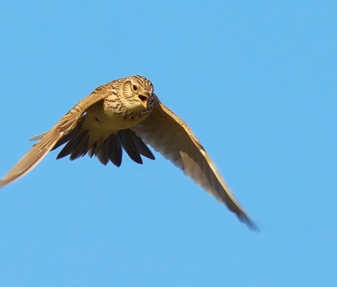 Alouette des champs en vol