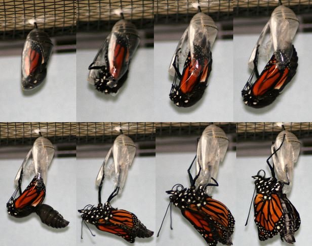Un papillon monarque sort de sa chrysalide