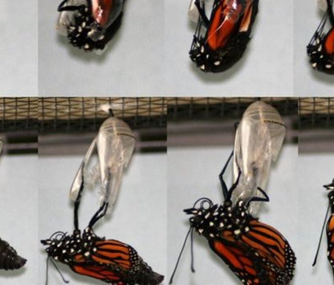 Un papillon monarque sort de sa chrysalide
