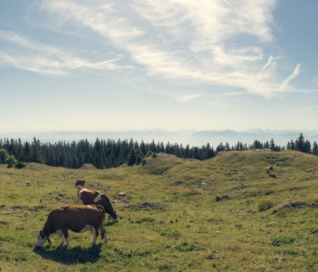 Vaches dans un pâturage jurassien