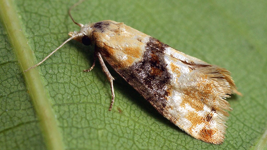 Un papillon de nuit nommé Cochylis posé sous une feuille de vigne