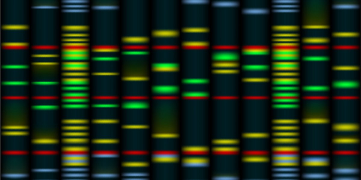Chaque colonne représente le profil génétique d'un individu.
