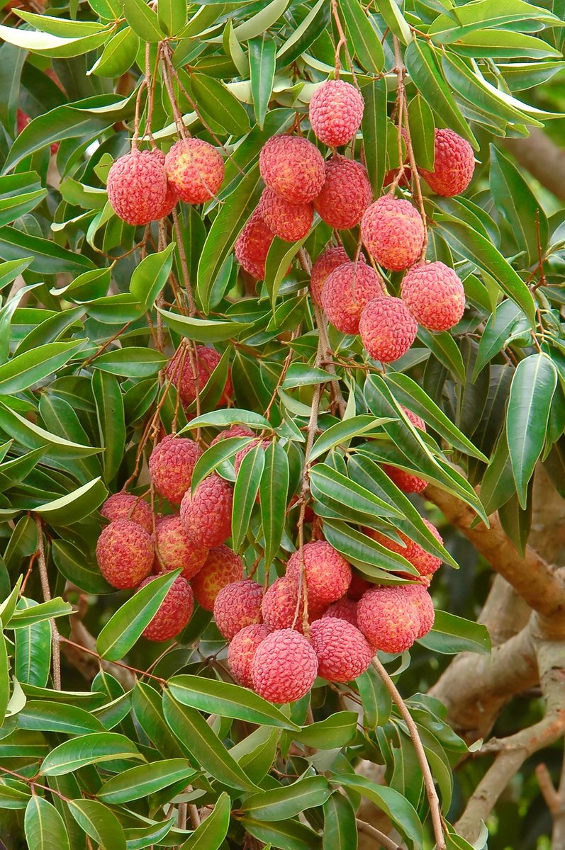 Litchis sur l'arbre