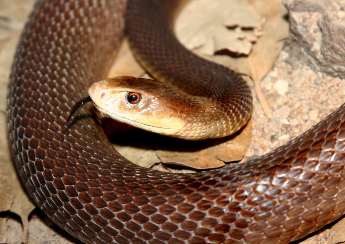 Il taipan è uno dei serpenti più velenosi al mondo, ma è molto schivo