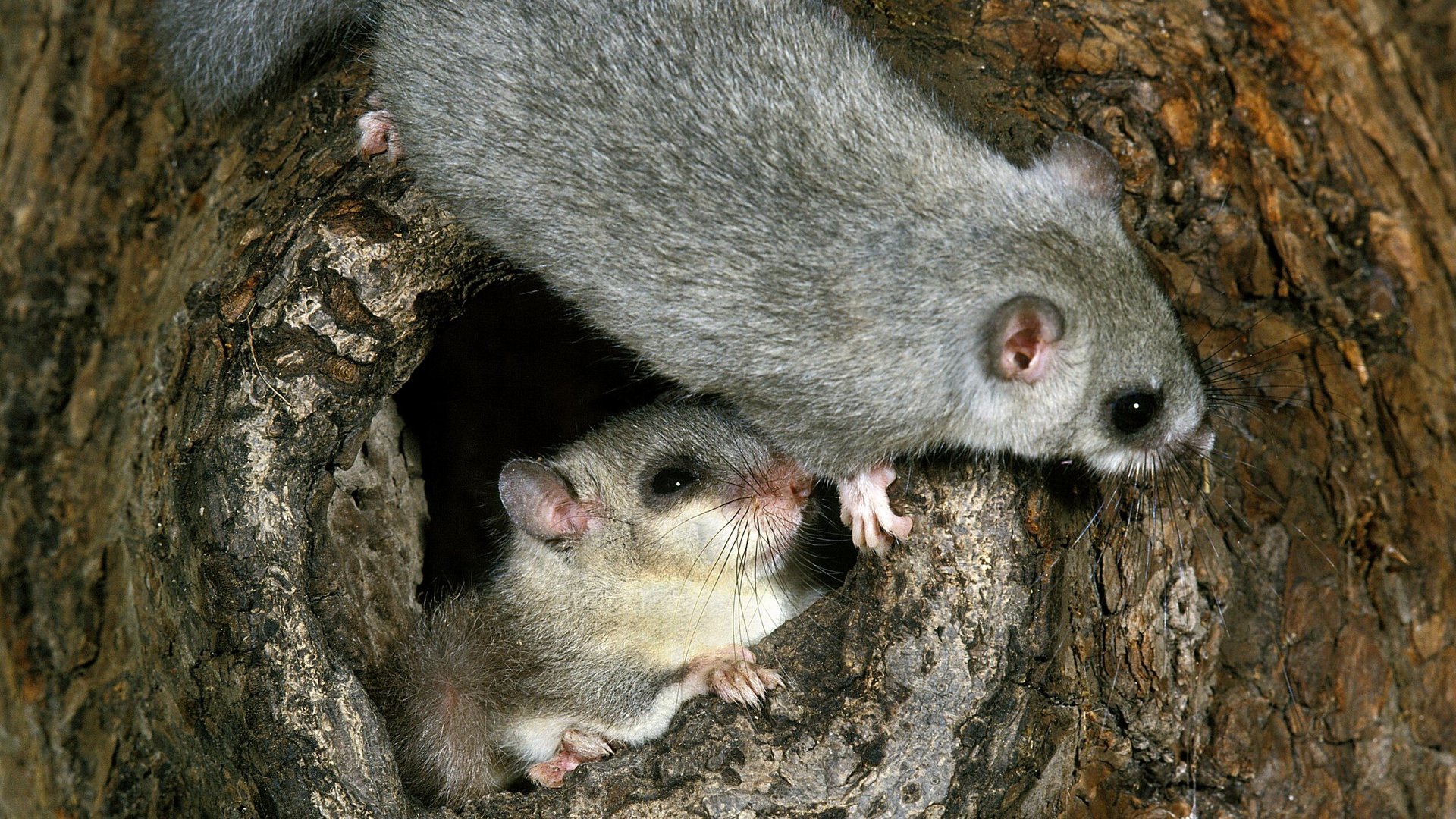 Due ghiri davanti alla loro tana sull'albero