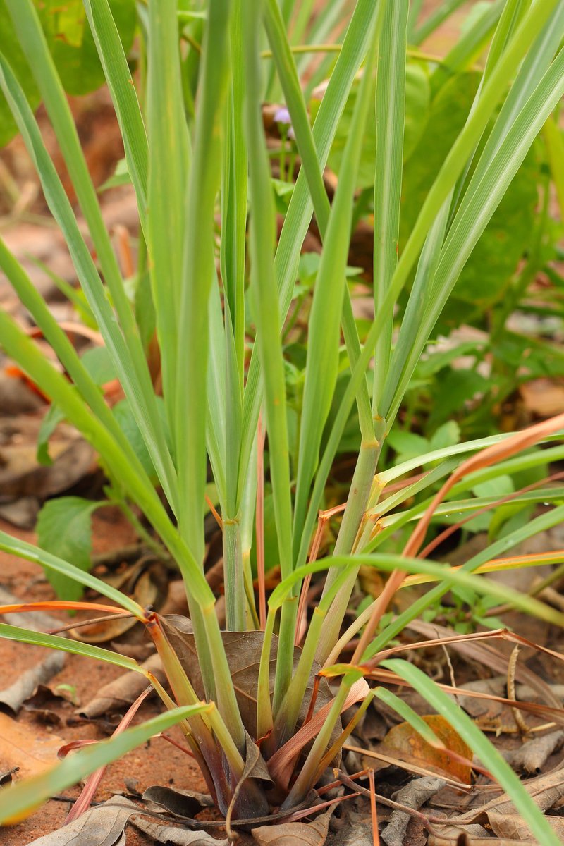 La citronnelle est une plante avec de longues feuilles.